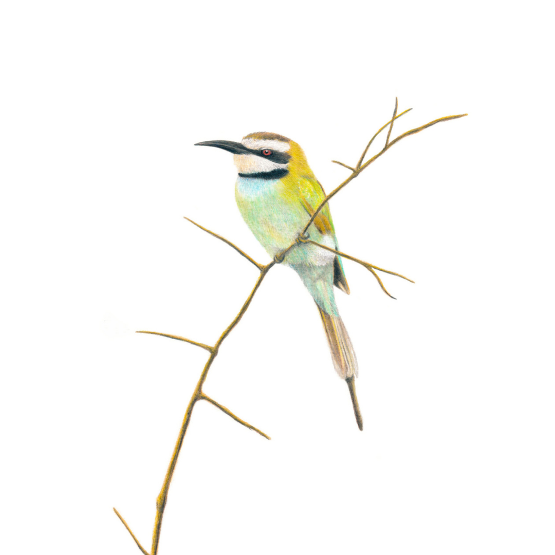 South African wildlife bird artwork by Cape Town artist Matthew Bell on canvas stretched onto a wooden frame of a White Throated Bee Eater