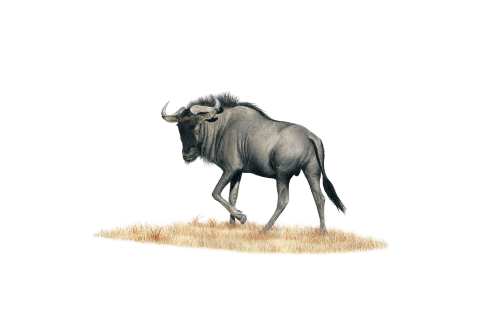 Wildebeest artwork print 