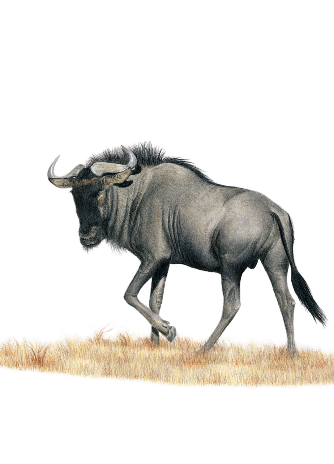 South African Wildlife Artist - Prints And Originals – Matthew Bell ...