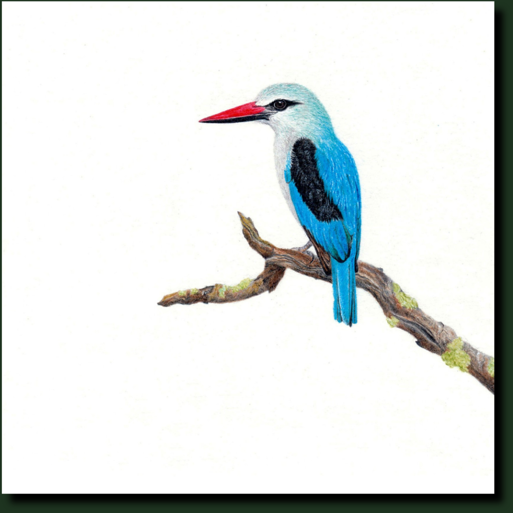 Woodland Kingfisher South African nature art