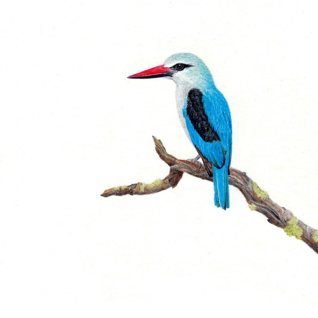 South African wildlife bird artwork by Cape Town artist Matthew Bell on canvas stretched onto a wooden frame of a Woodland Kingfisher