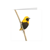 Yellow Crowned Bishop Greeting Card - YCB
