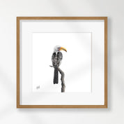 Yellow Billed Hornbill - YBH