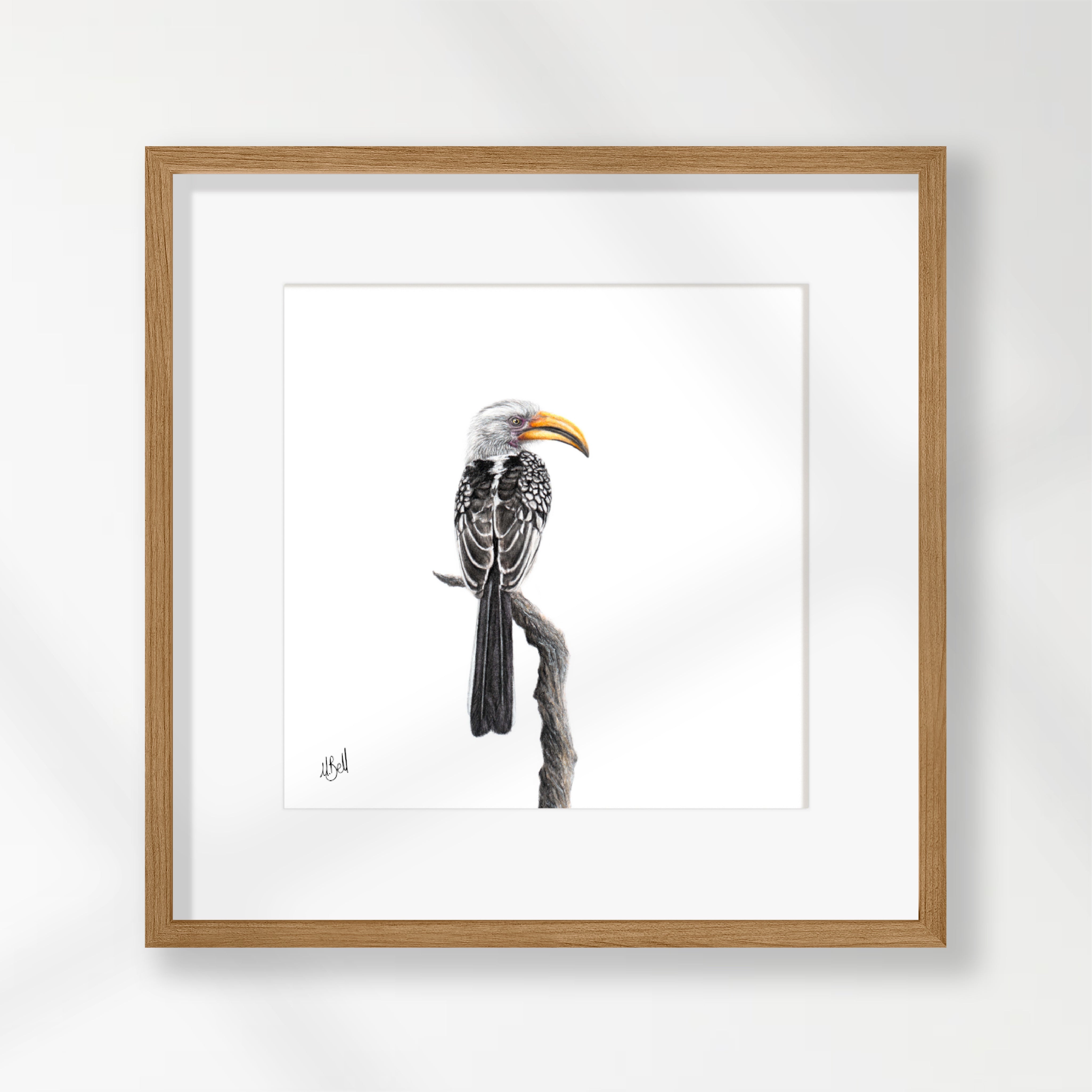 Yellow Billed Hornbill - YBH