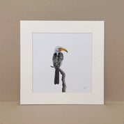 Yellow Billed Hornbill art