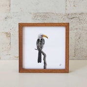 Kiaat wood framed miniature artwork of a Yellow Billed Hornbill, part of wildlife artist Matthew Bell's birds of South Africa gallery