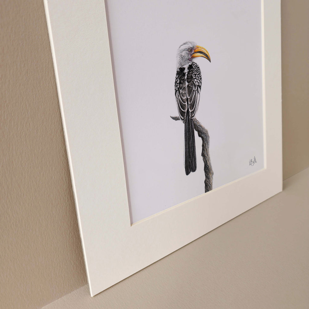 Yellow Billed Hornbill art