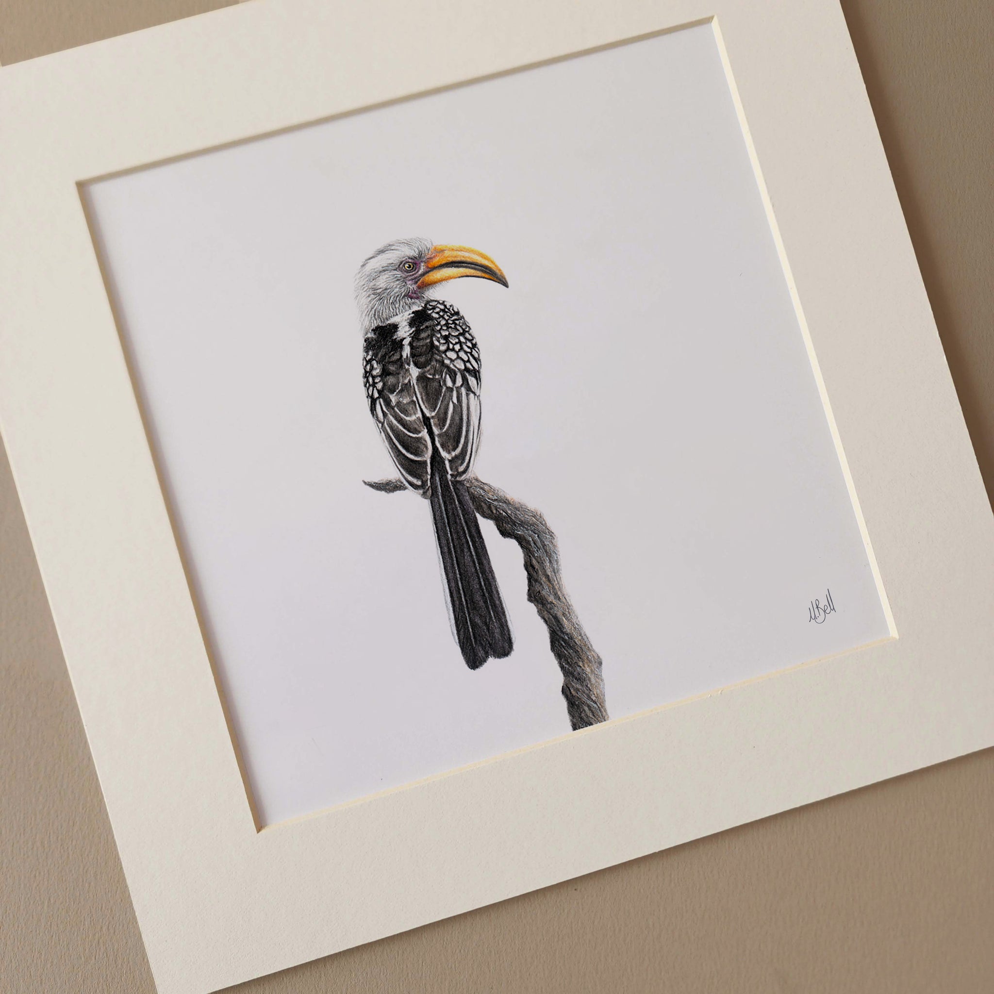 Yellow Billed Hornbill art