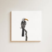 Yellow Billed Hornbill drawing on canvas by South African wildlife artist Matthew Bell