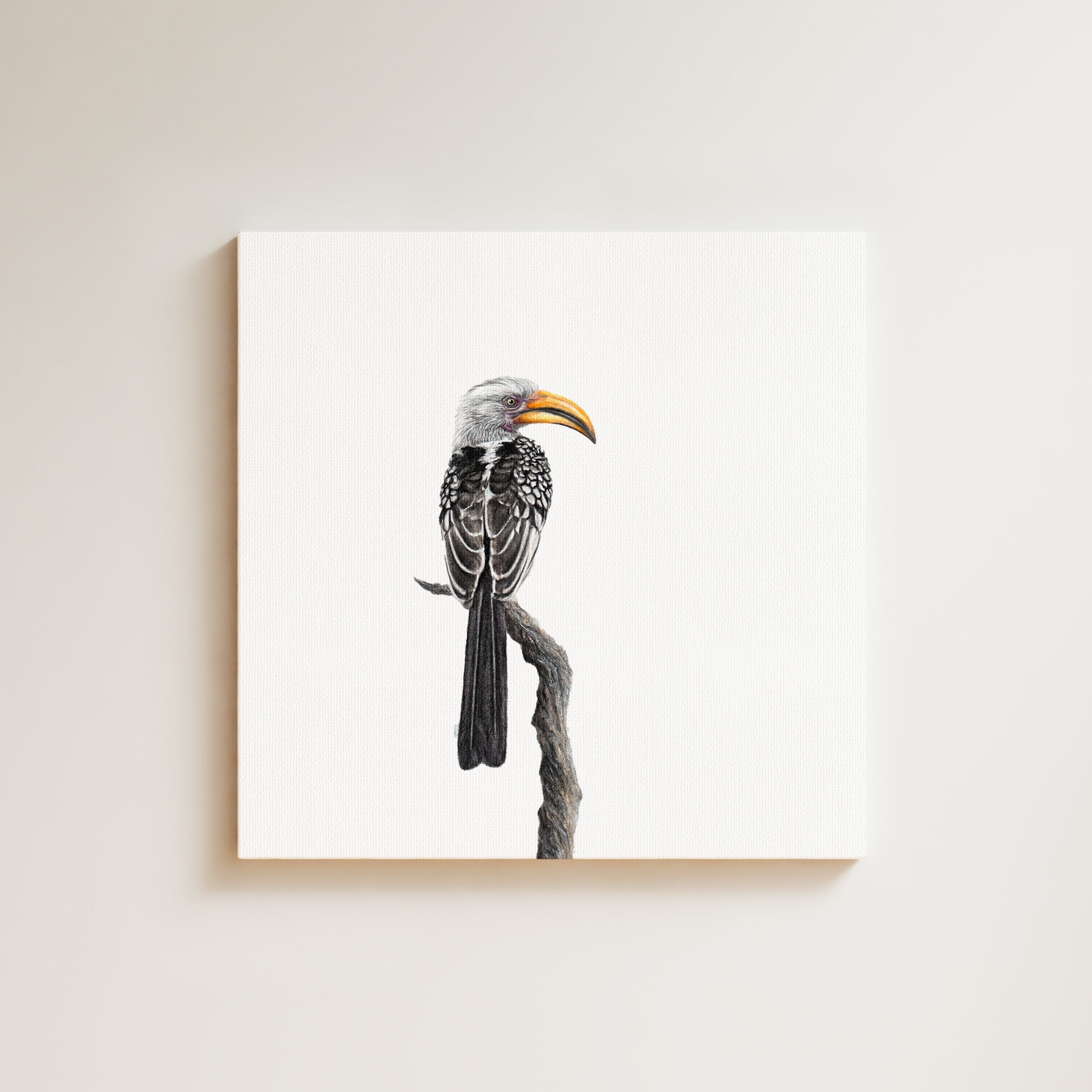 Yellow Billed Hornbill drawing on canvas by South African wildlife artist Matthew Bell