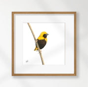 Yellow Crowned Bishop - YCB