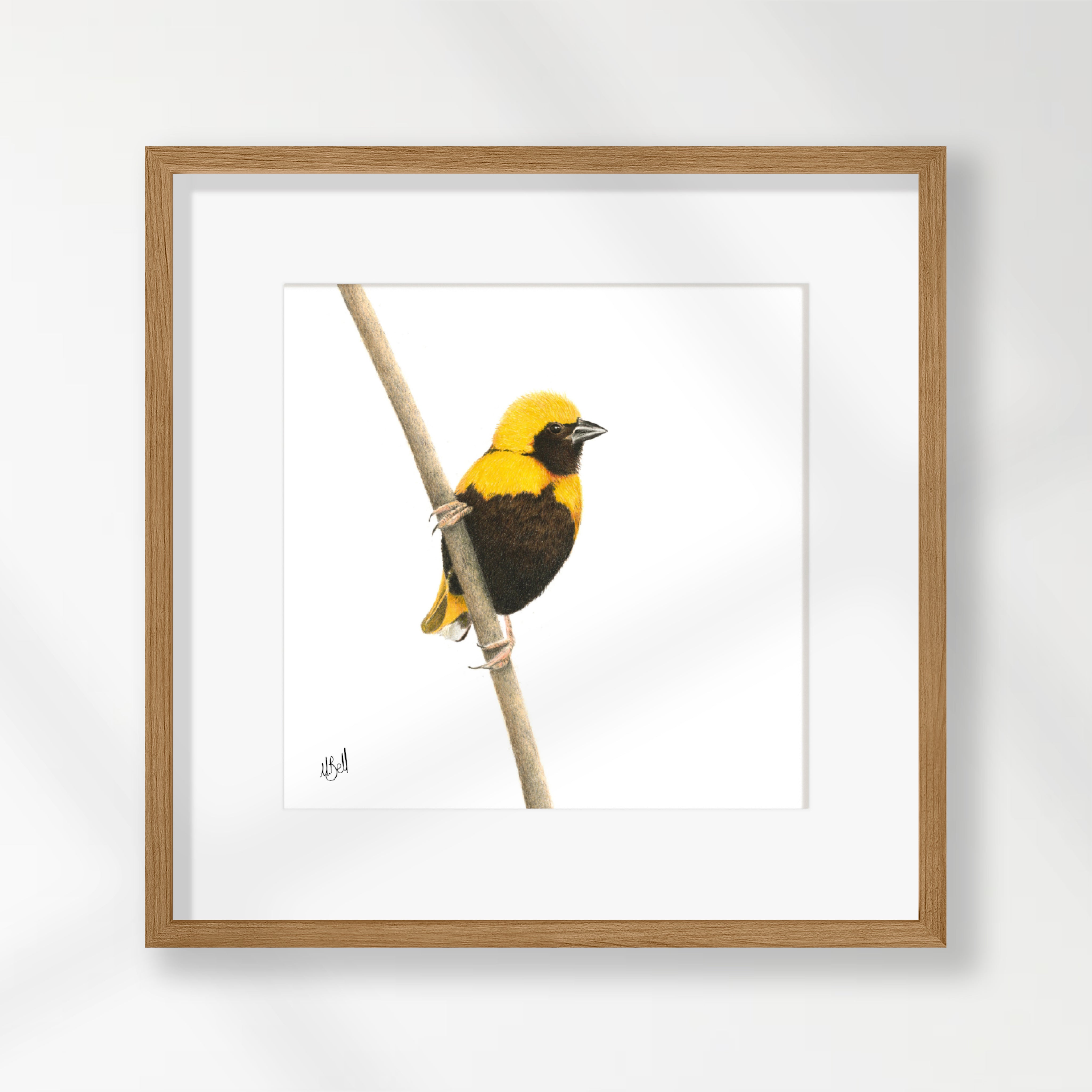 Yellow Crowned Bishop - YCB