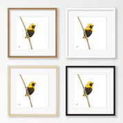 Yellow Crowned Bishop - YCB