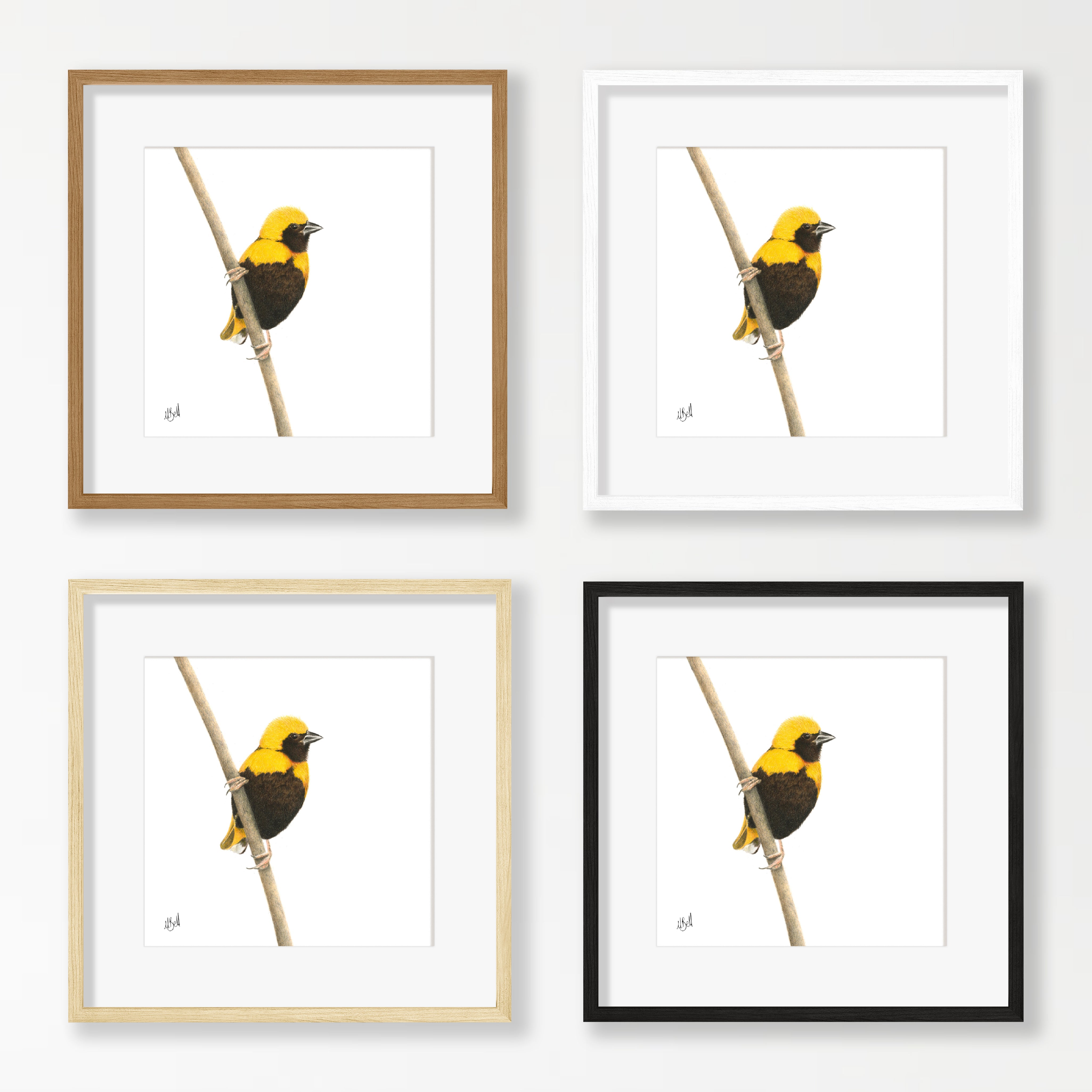 Yellow Crowned Bishop - YCB