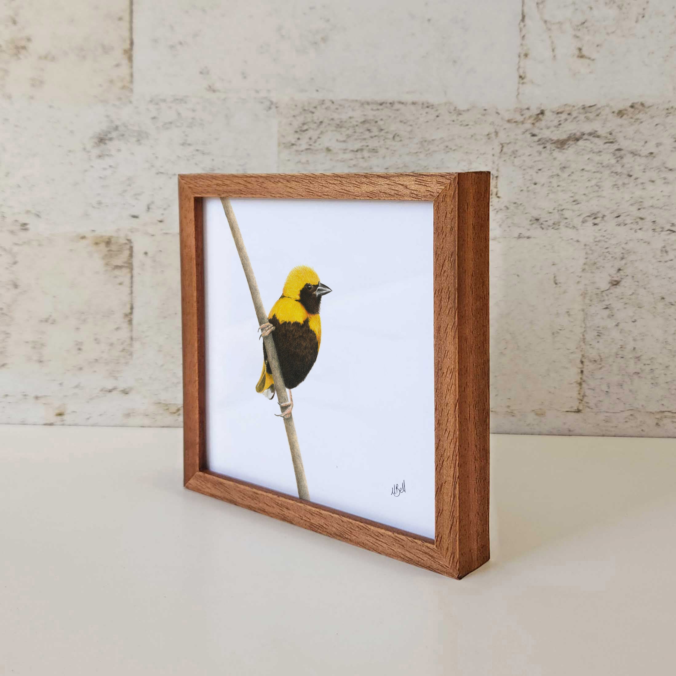 Kiaat wood framed miniature artwork of a Yellow Crowned Bishop, part of wildlife artist Matthew Bell's birds of South Africa gallery