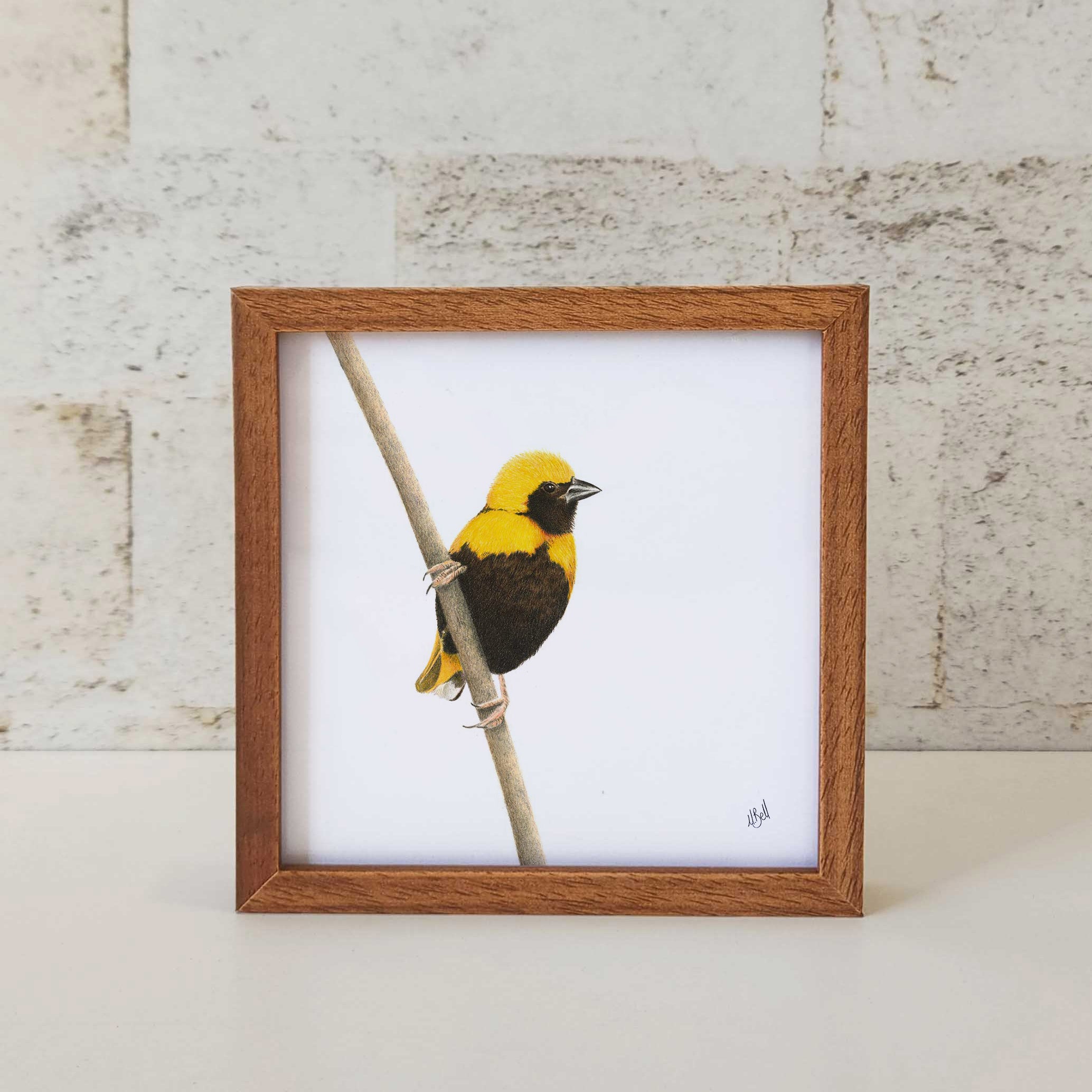 Kiaat wood framed miniature artwork of a Yellow Crowned Bishop, part of wildlife artist Matthew Bell's birds of South Africa gallery