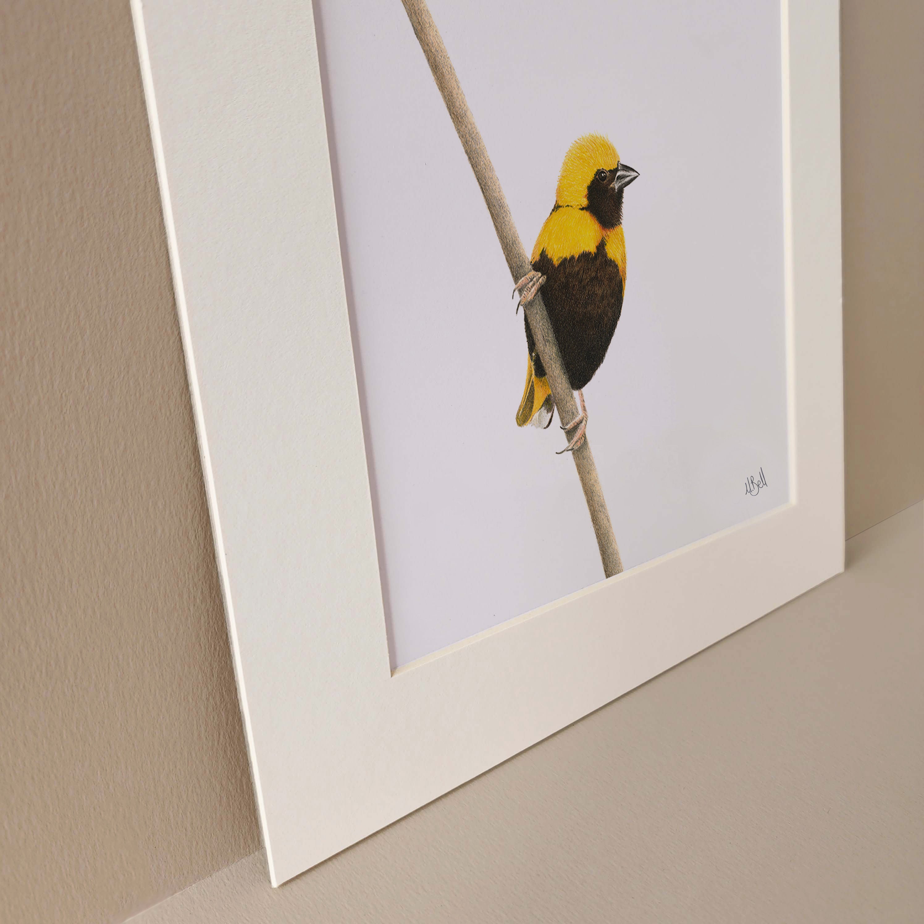 Yellow Crowned Bishop birds of South Africa