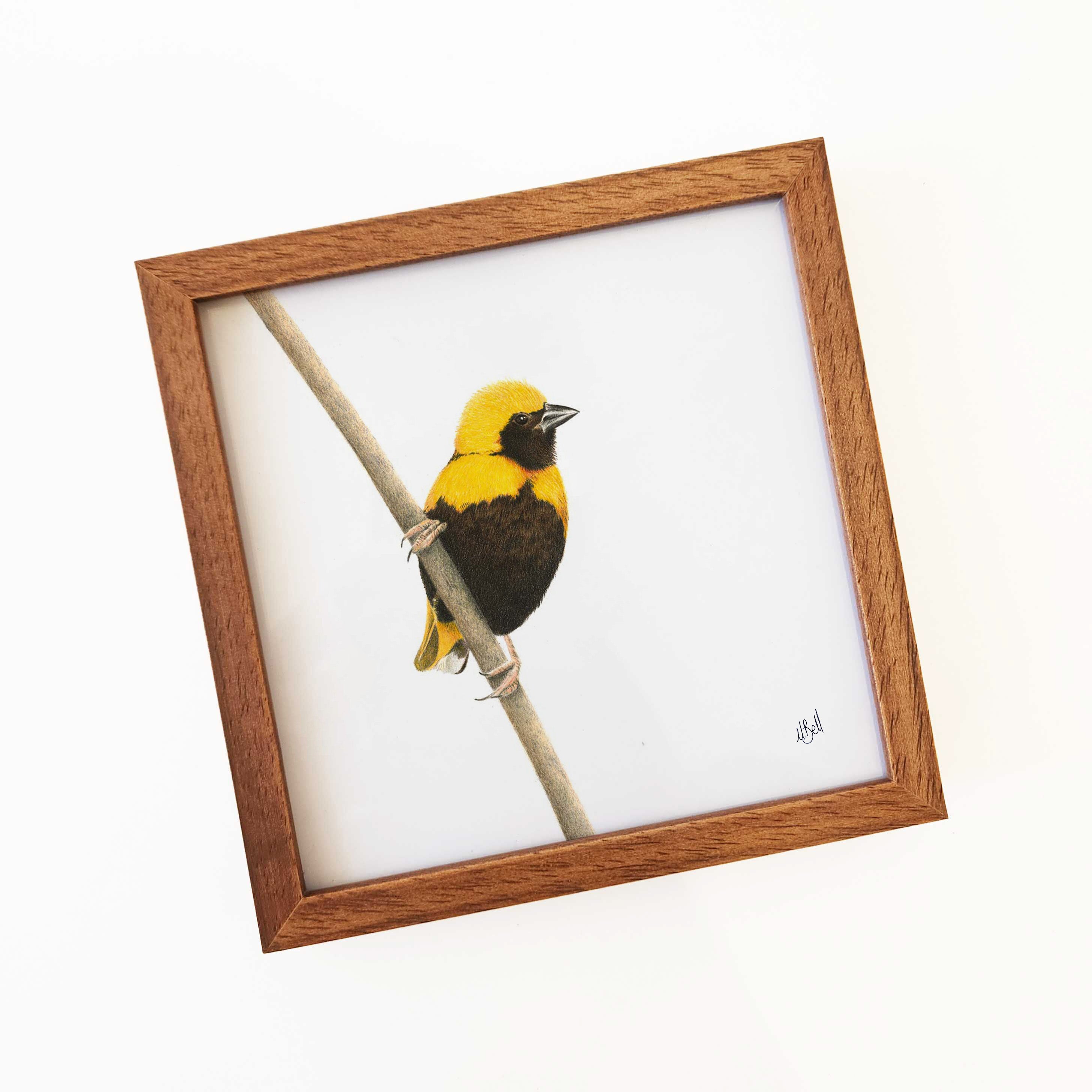 Kiaat wood framed miniature artwork of a Yellow Crowned Bishop, part of wildlife artist Matthew Bell's birds of South Africa gallery