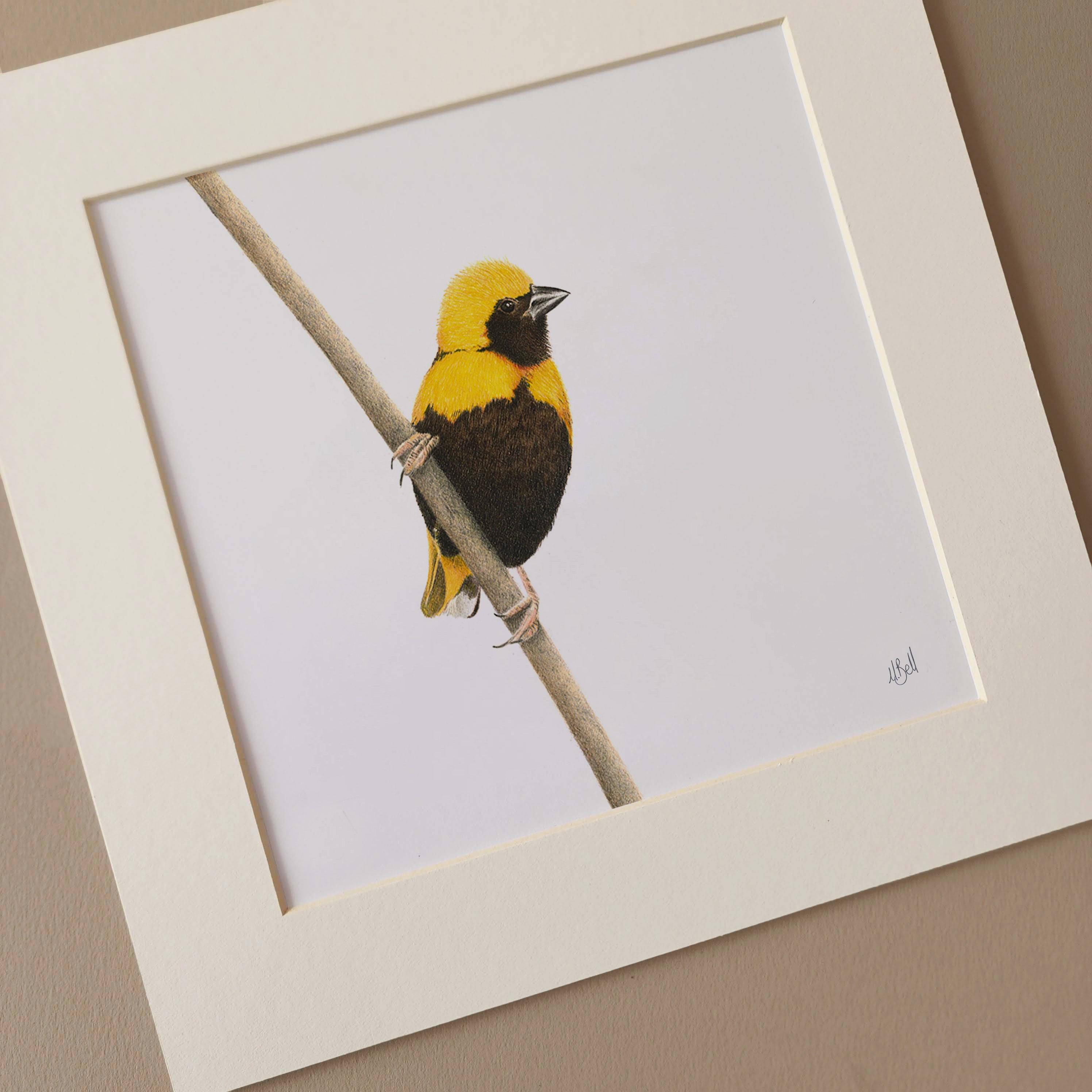 Yellow Crowned Bishop birds of South Africa