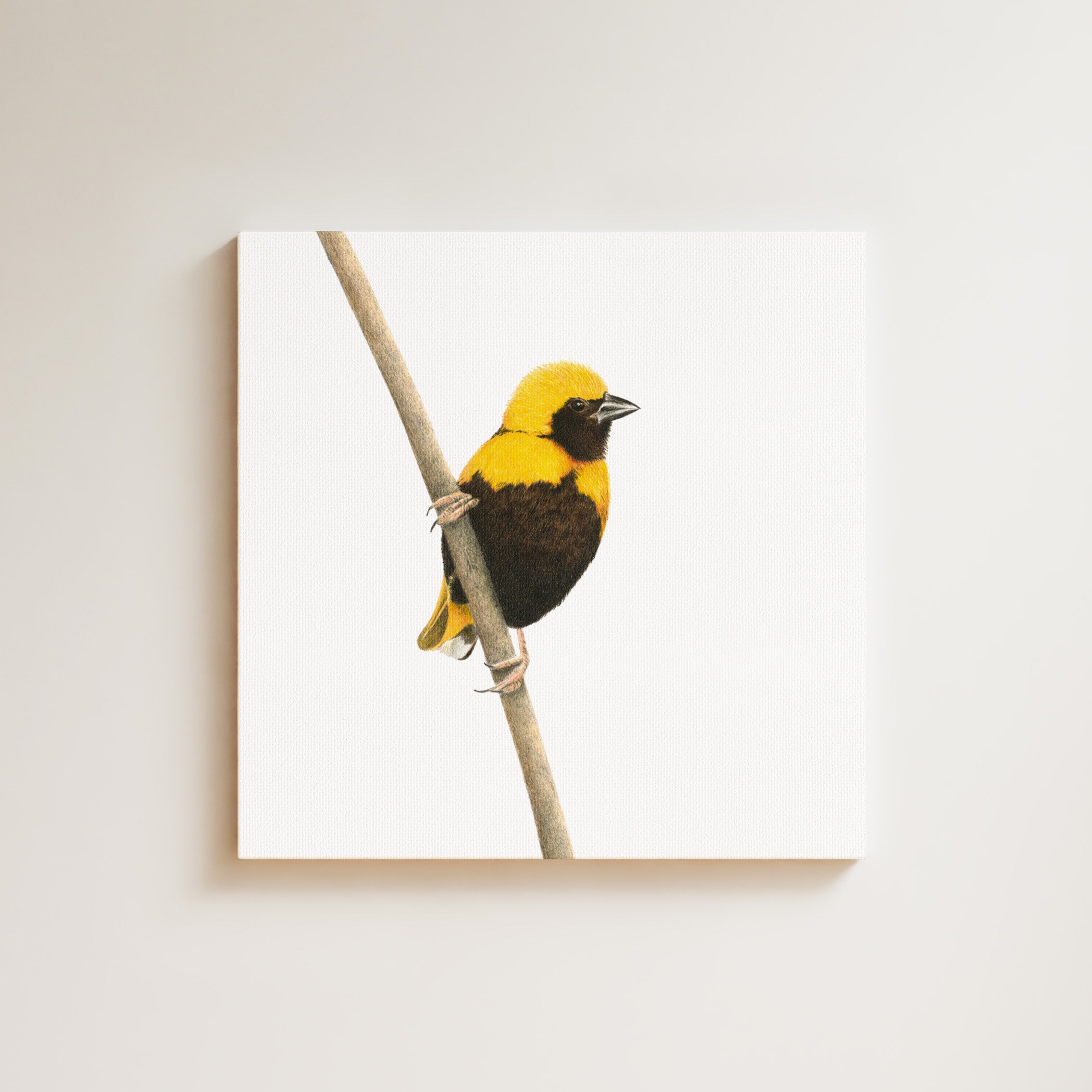 Yellow Crowned Bishop drawing on canvas by South African wildlife artist Matthew Bell