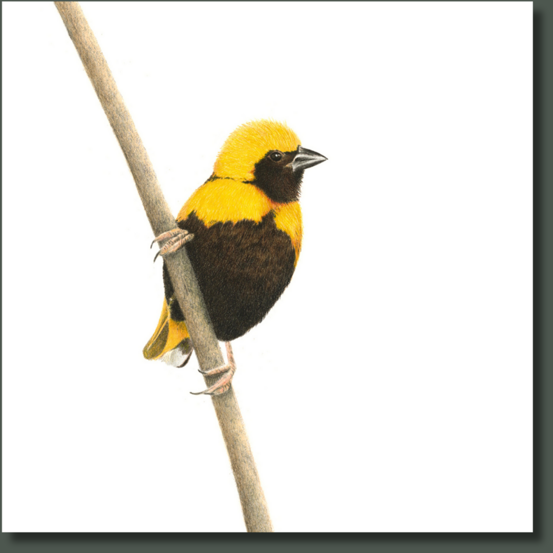 Yellow Crowned Bishop (YCB) on Canvas