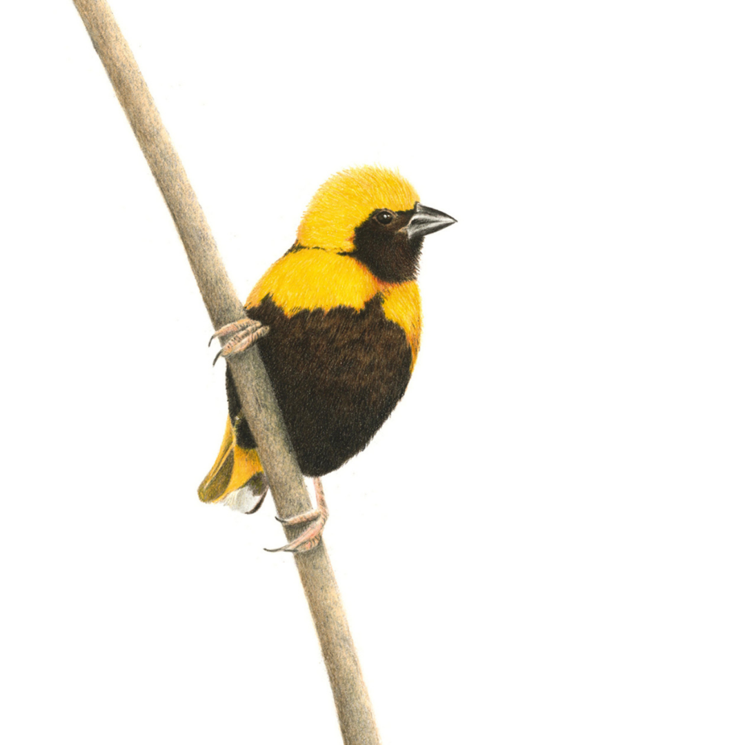 South African wildlife bird artwork by Cape Town artist Matthew Bell on canvas stretched onto a wooden frame of a Yellow Crowned Bishop