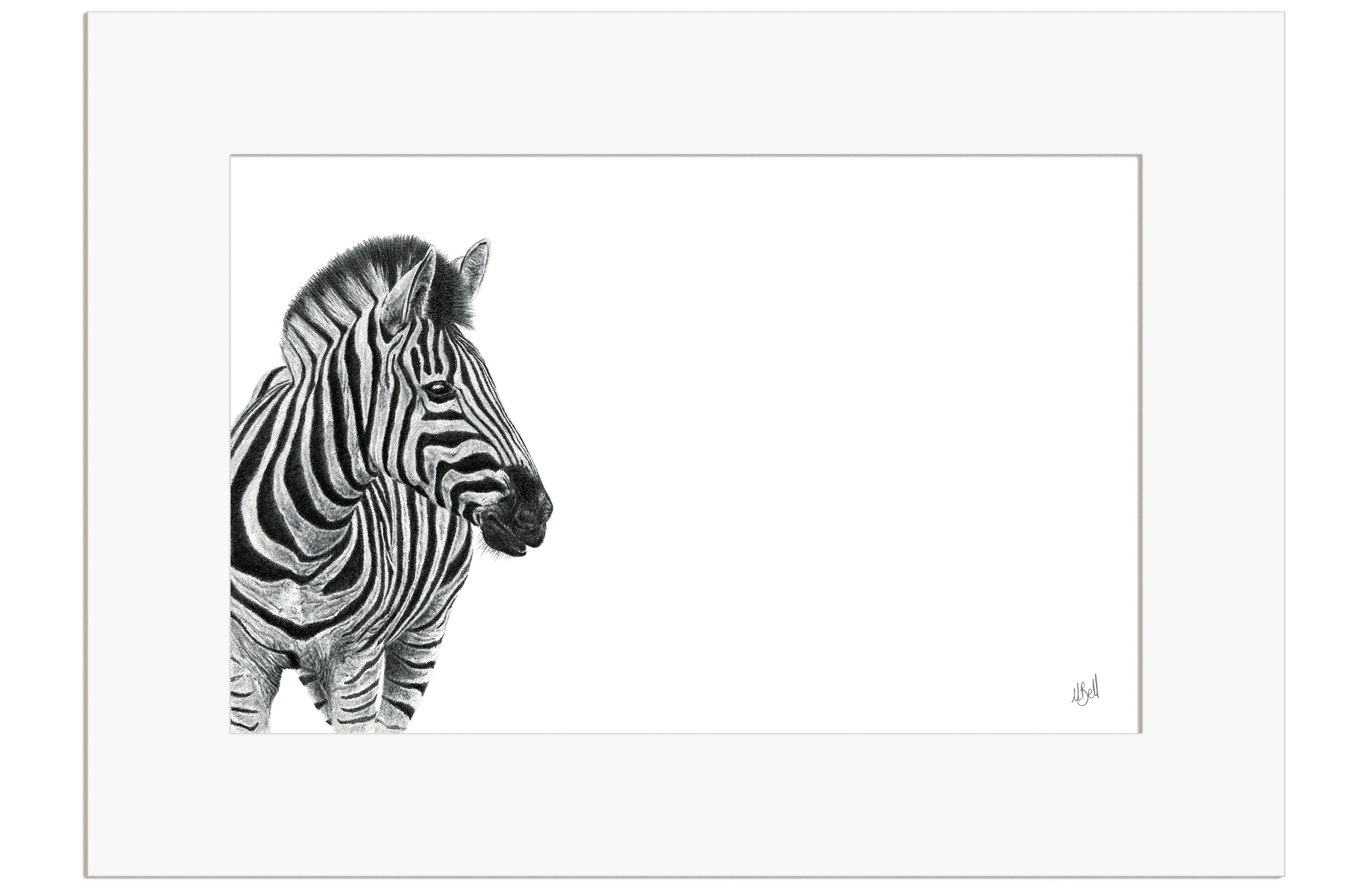 Zebra Portrait - Z1