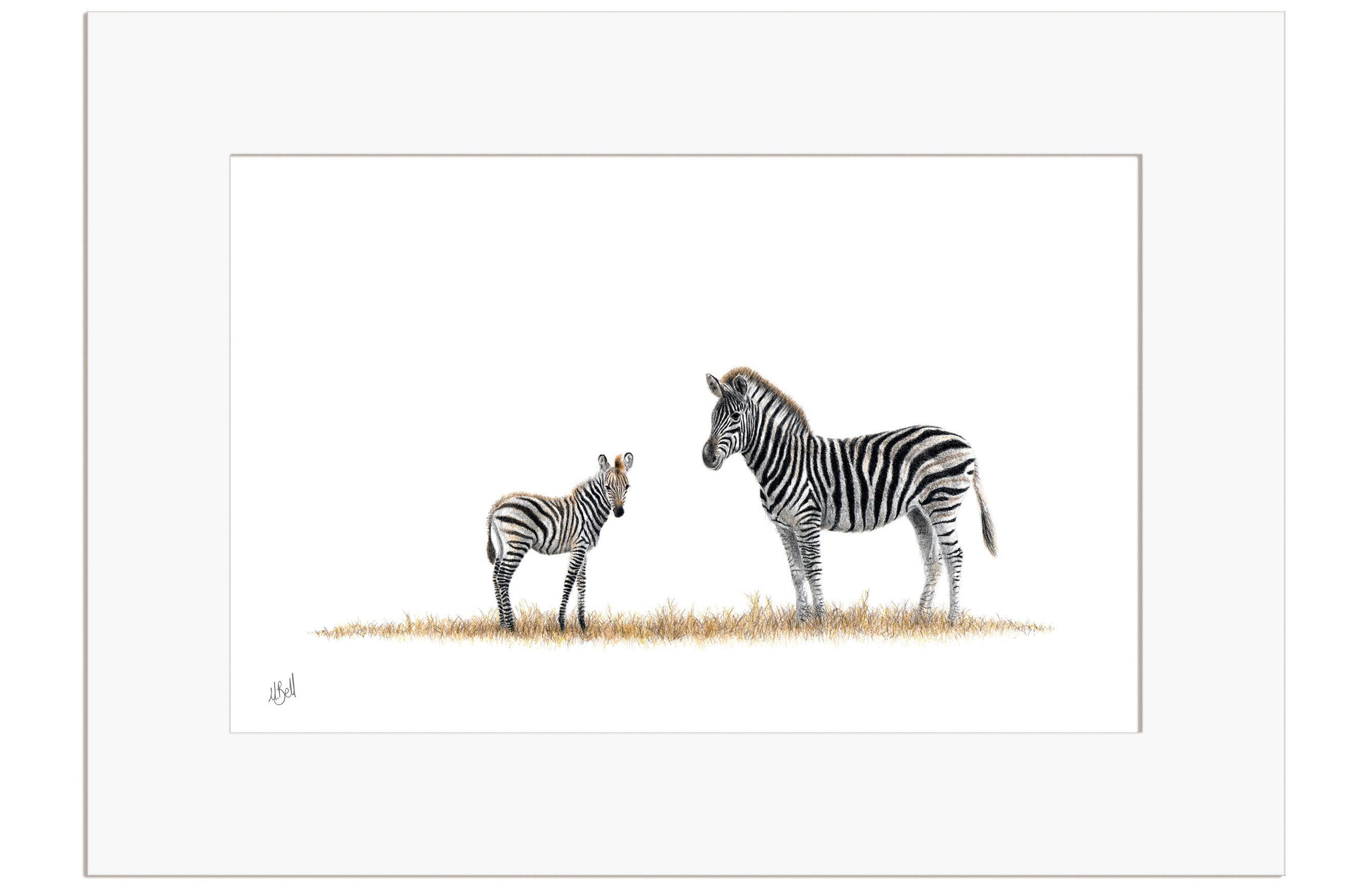 Zebra Mother and Baby - Z2