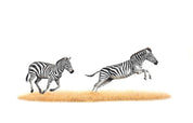 Pencil artwork mounted print of two zebras running through the savanna in Kenya, Masai Mara