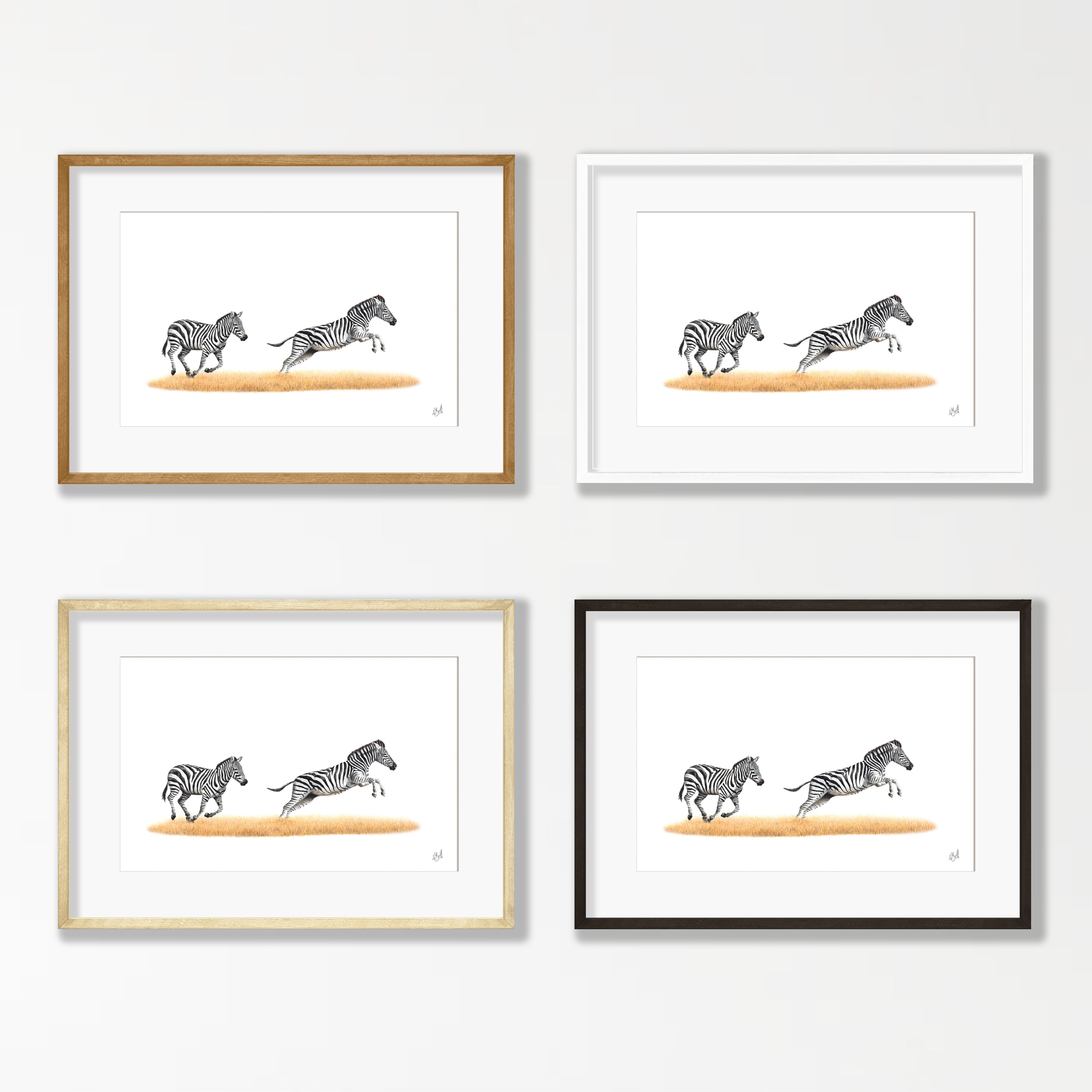 Zebras Running - Z4