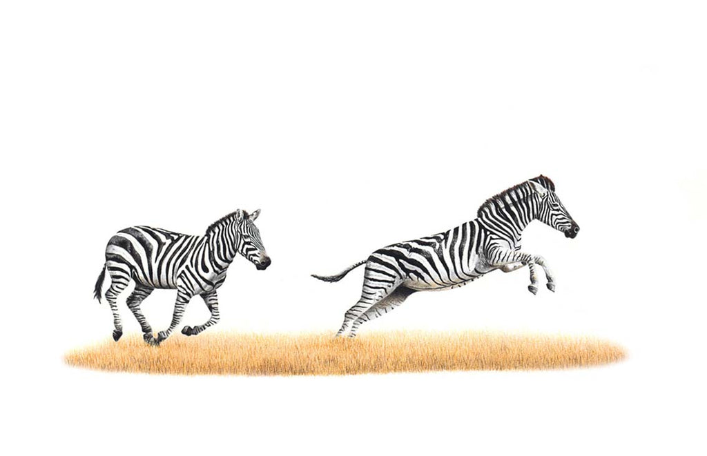 Pencil artwork mounted print of two zebras running through the savanna in Kenya, Masai Mara