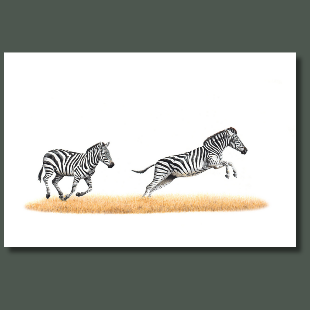 Zebras running canvas nature art