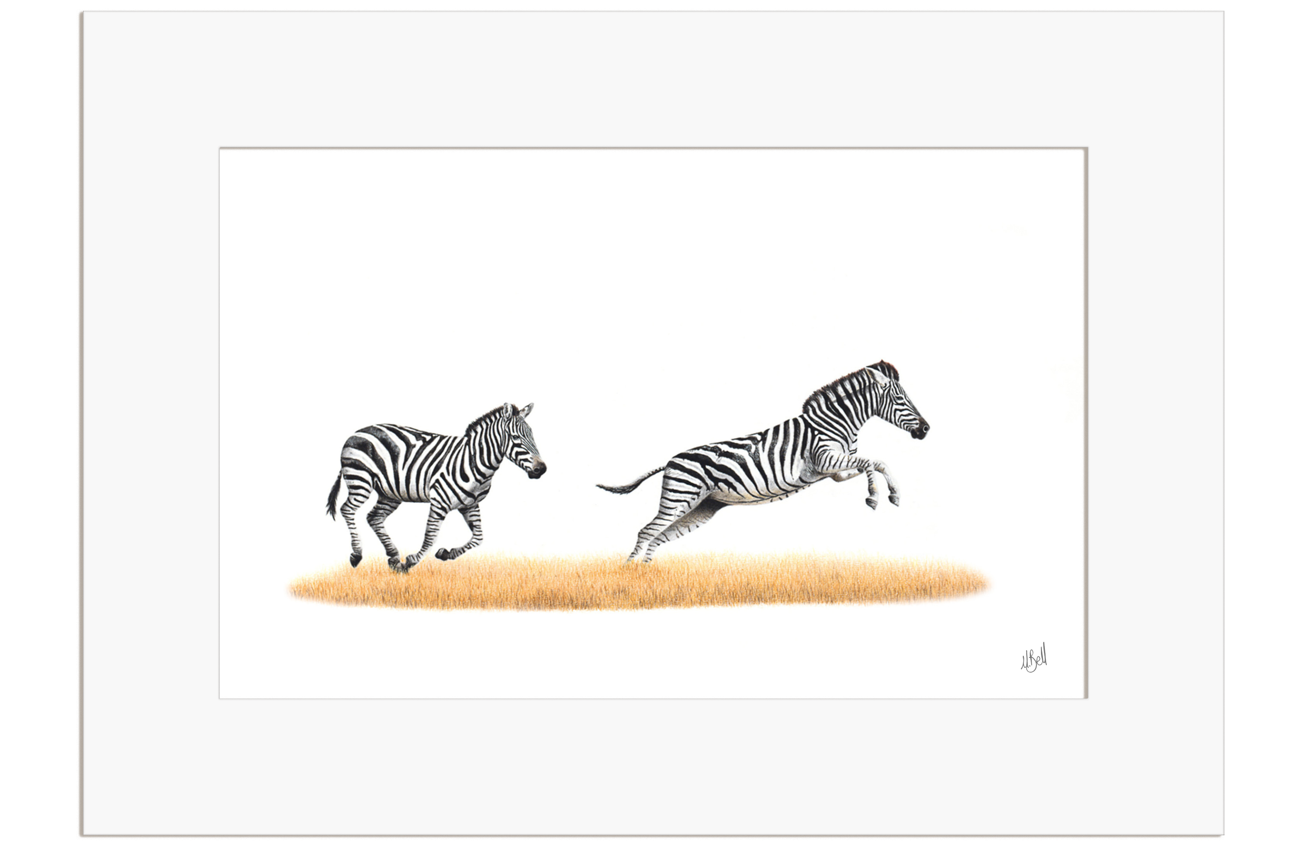 Zebras Running - Z4 – Matthew Bell Wildlife Art