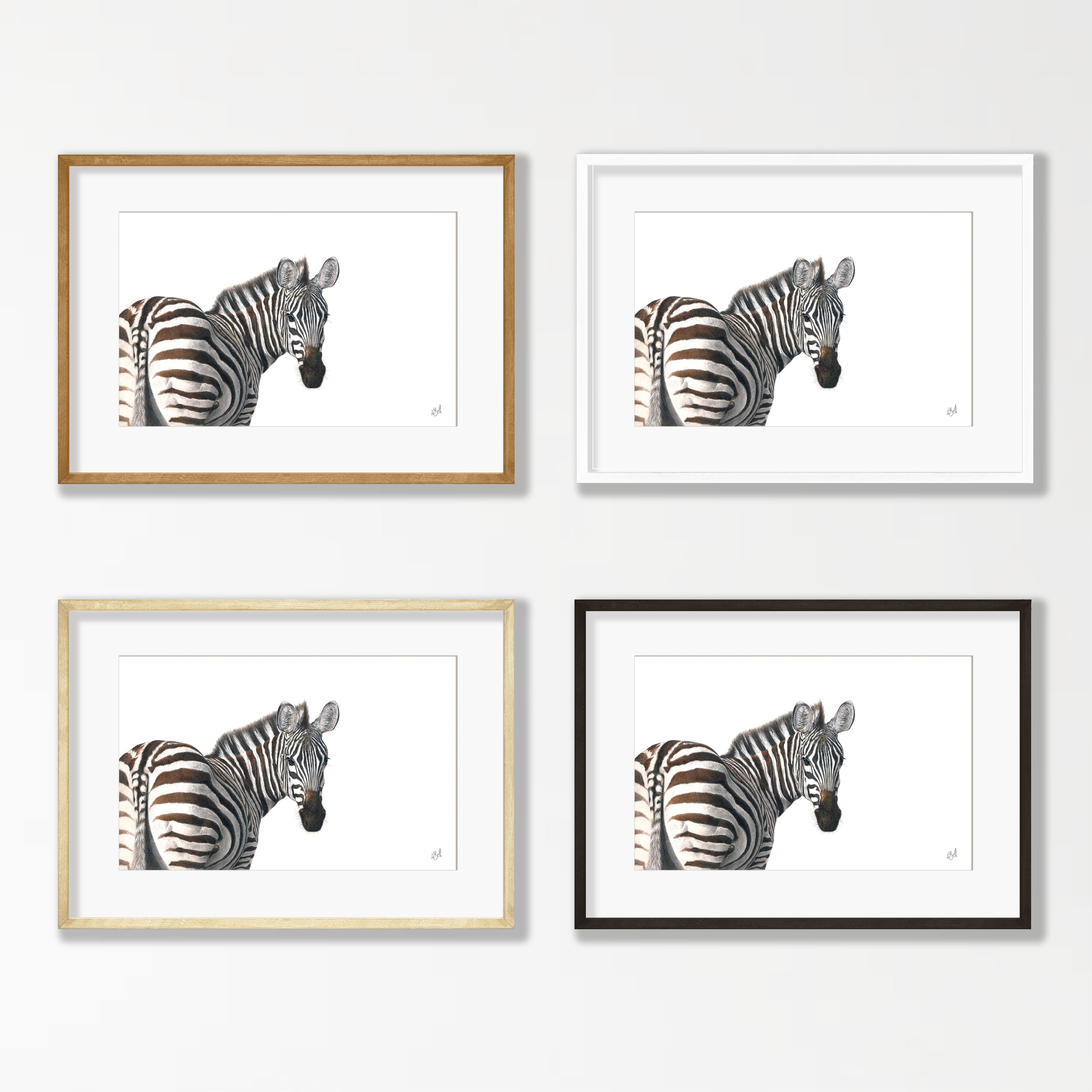 Zebra Portrait - Z5