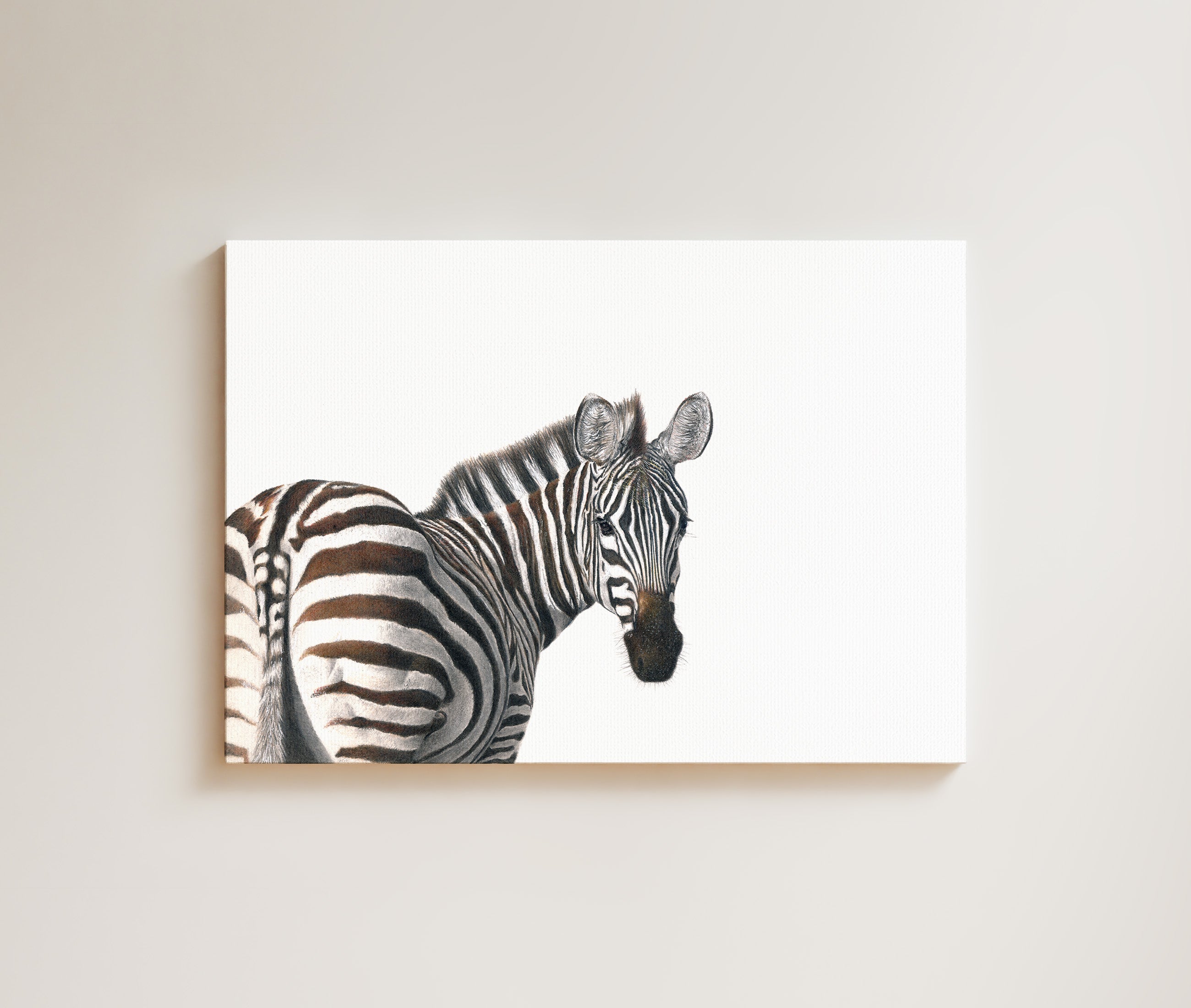 Zebra Portrait drawing on canvas by South African wildlife artist Matthew Bell