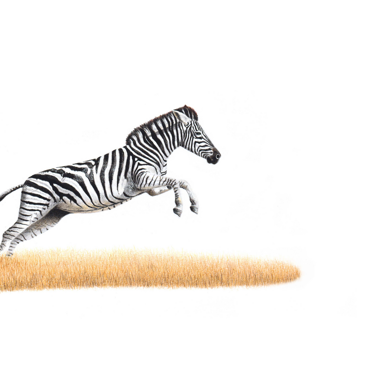 Zebra panoramic wildlife print featuring beautifully detailed African animal artwork by South African artist Matthew Bell.