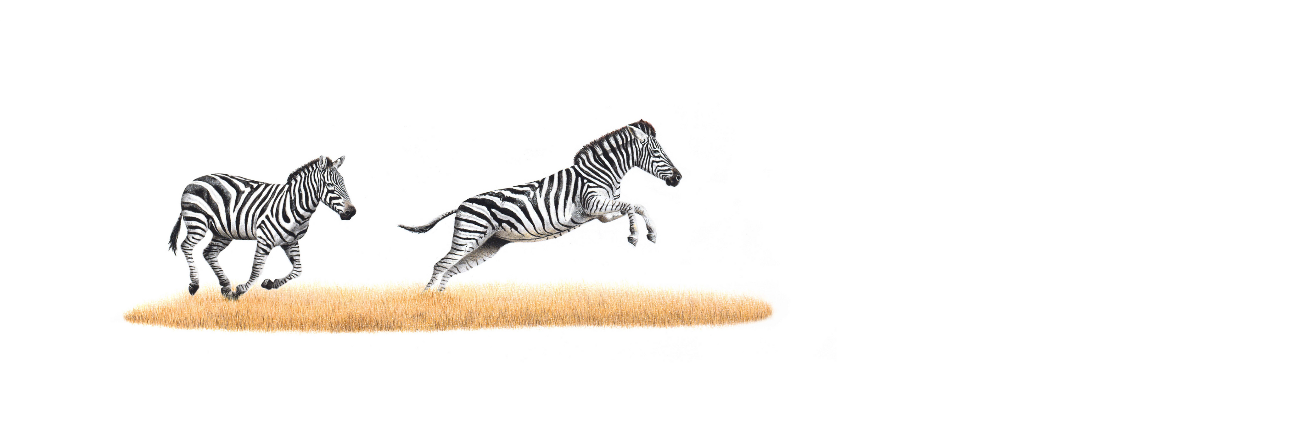 Zebra panoramic wildlife print featuring beautifully detailed African animal artwork by South African artist Matthew Bell.