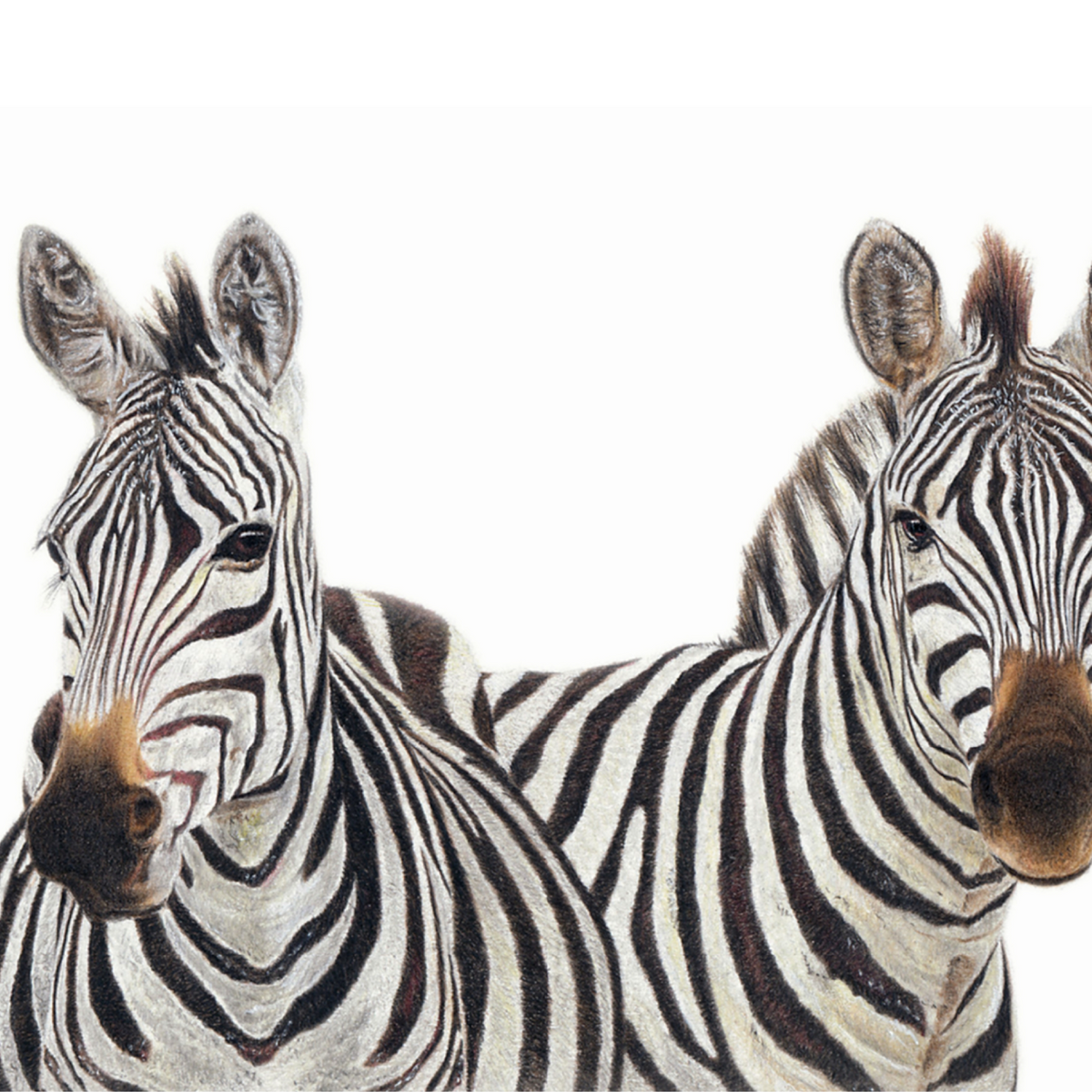 Zebra panoramic wildlife print featuring beautifully detailed African animal artwork by South African artist Matthew Bell.