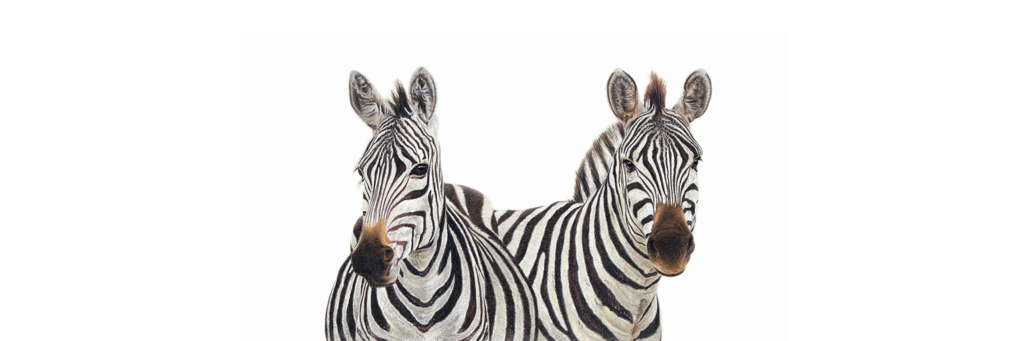 Zebra panoramic wildlife print featuring beautifully detailed African animal artwork by South African artist Matthew Bell.