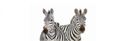 Zebra panoramic wildlife print featuring beautifully detailed African animal artwork by South African artist Matthew Bell.