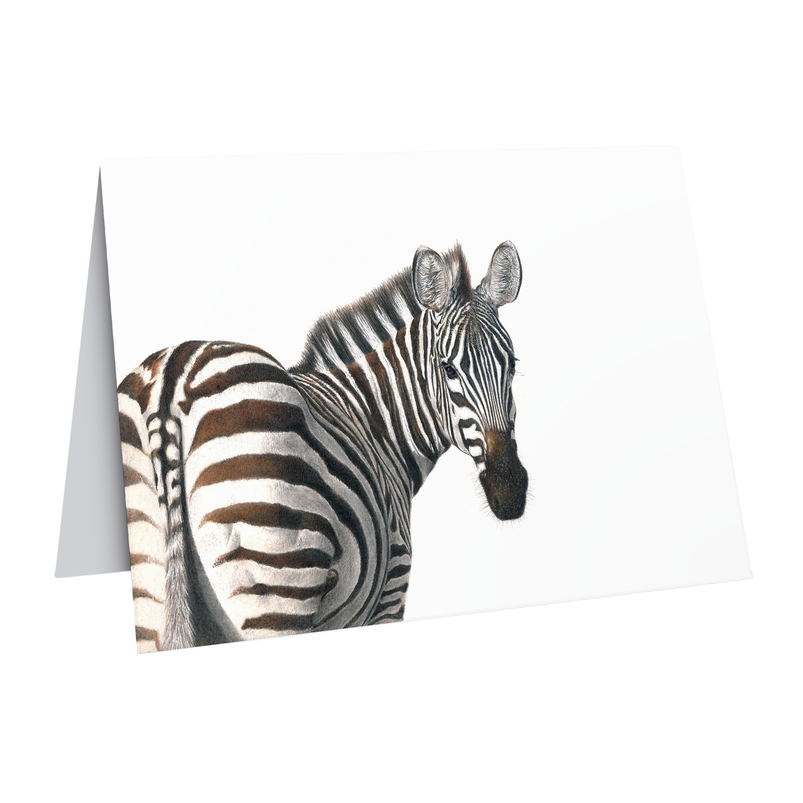 Beautiful fine art South African nature wildlife greeting card of a Zebra