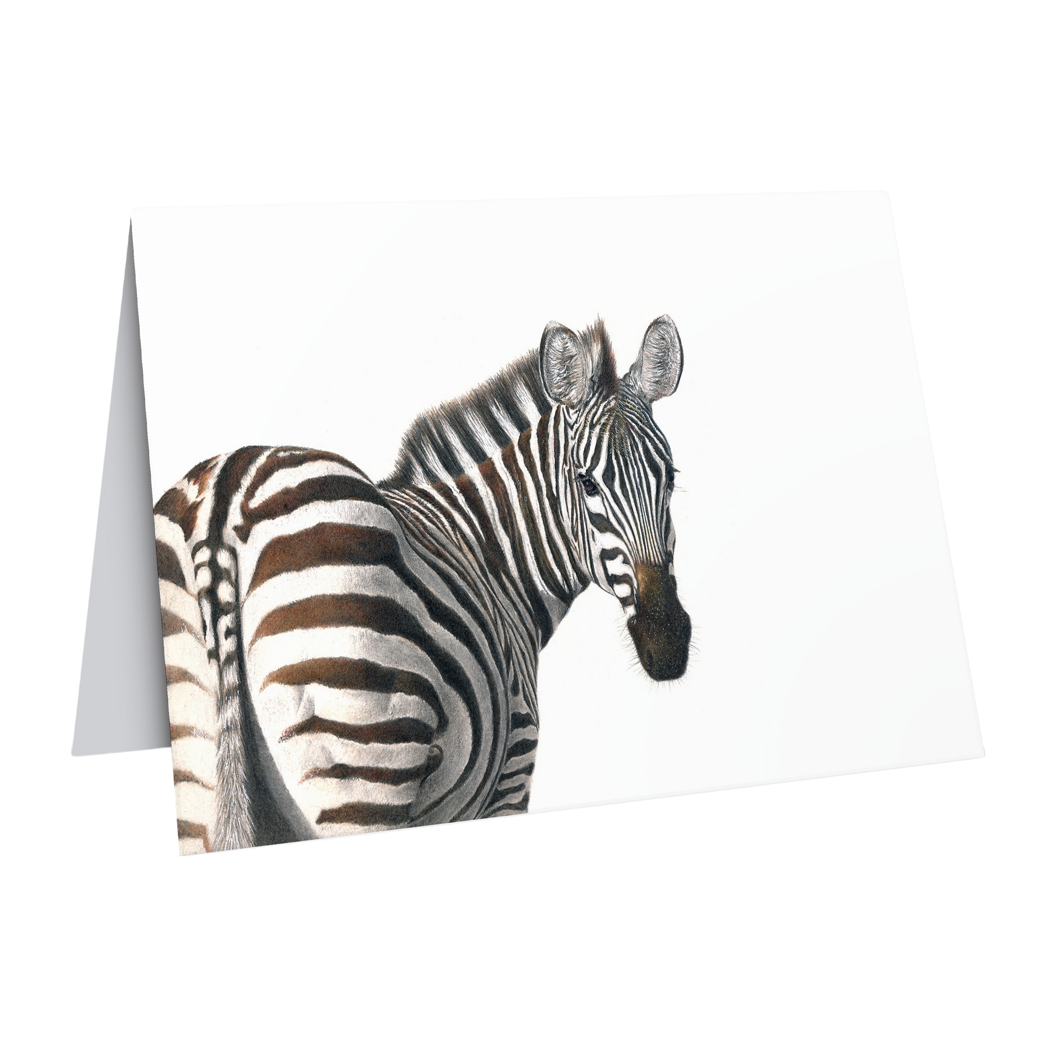 Beautiful fine art South African nature wildlife greeting card of a Zebra