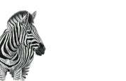 Canvas artwork of the original pencil artwork by South African wildlife artist Matthew Bell of a Zebra