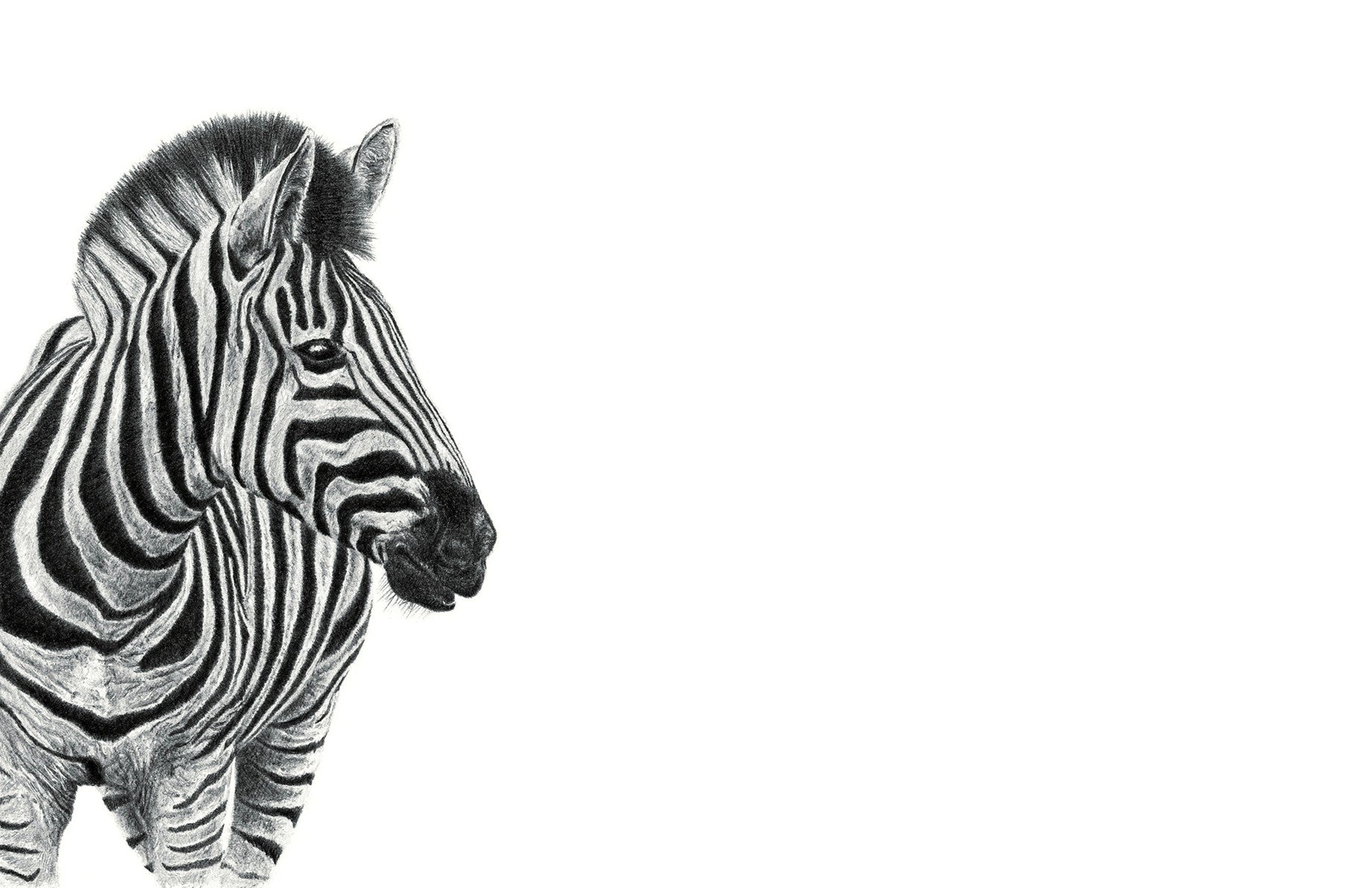 Canvas artwork of the original pencil artwork by South African wildlife artist Matthew Bell of a Zebra