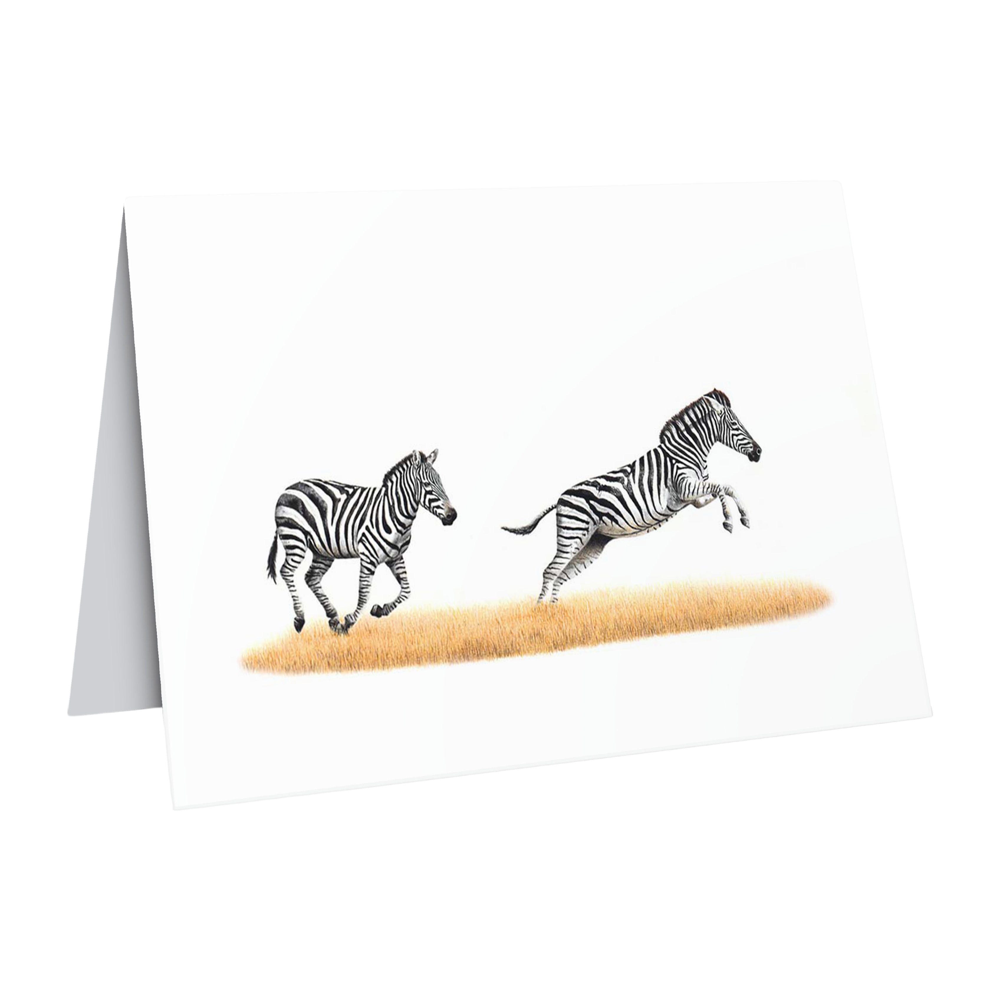 Beautiful fine art South African nature wildlife greeting card of a two zebras running