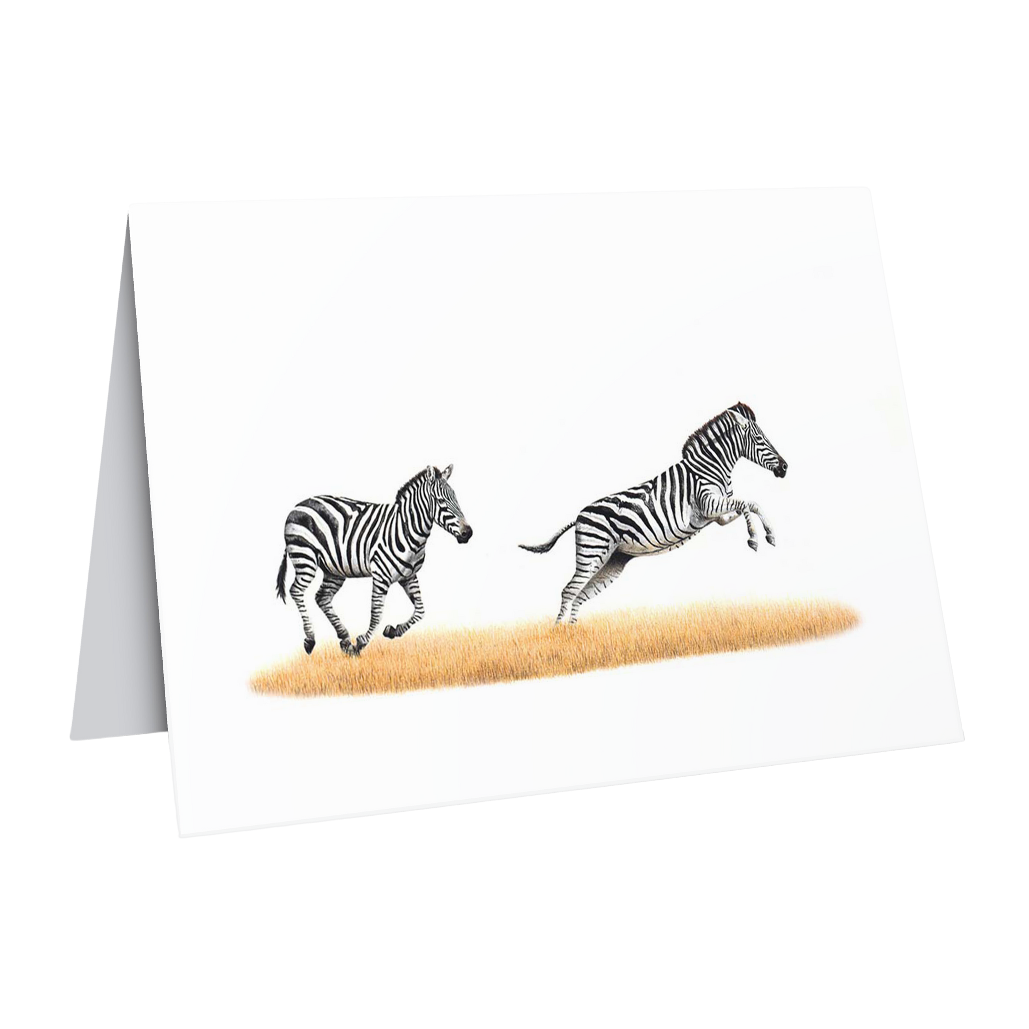 Beautiful fine art South African nature wildlife greeting card of a two zebras running