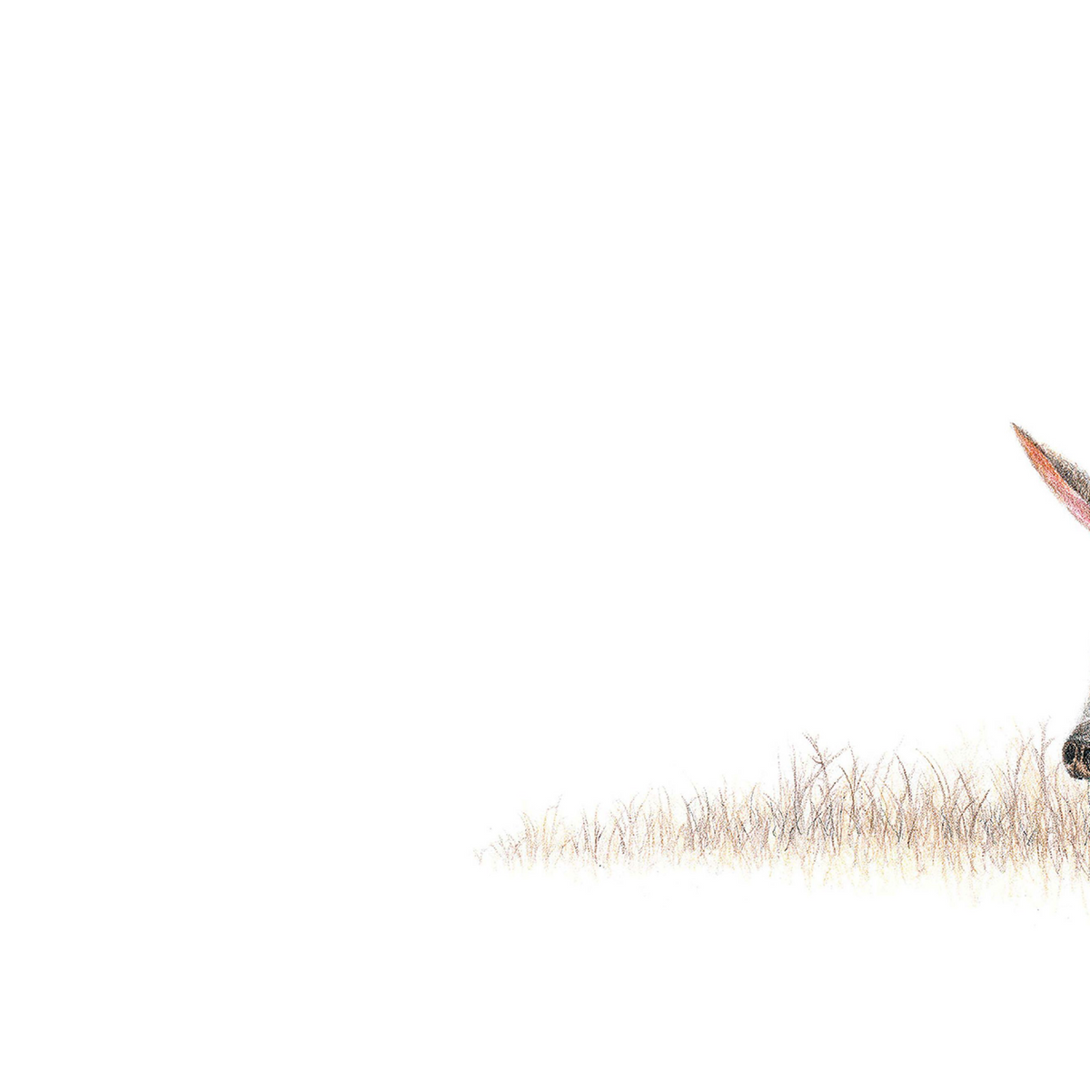Aardvark panoramic wildlife print featuring Matthew Bell’s detailed pencil artwork, inspired by the wildlife of Southern Africa.