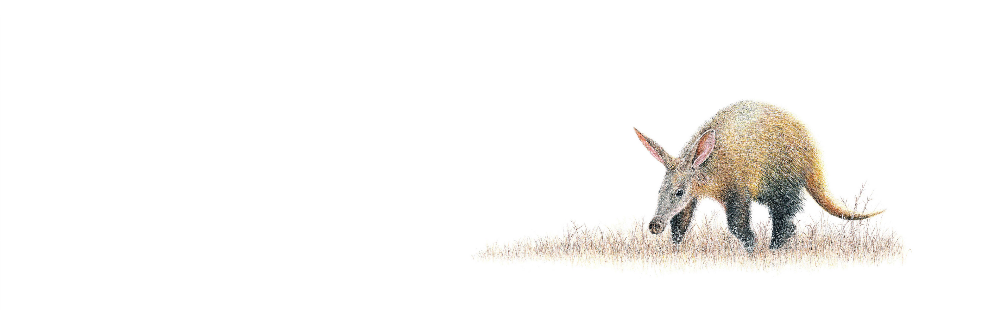 Aardvark panoramic wildlife print featuring Matthew Bell’s detailed pencil artwork, inspired by the wildlife of Southern Africa.