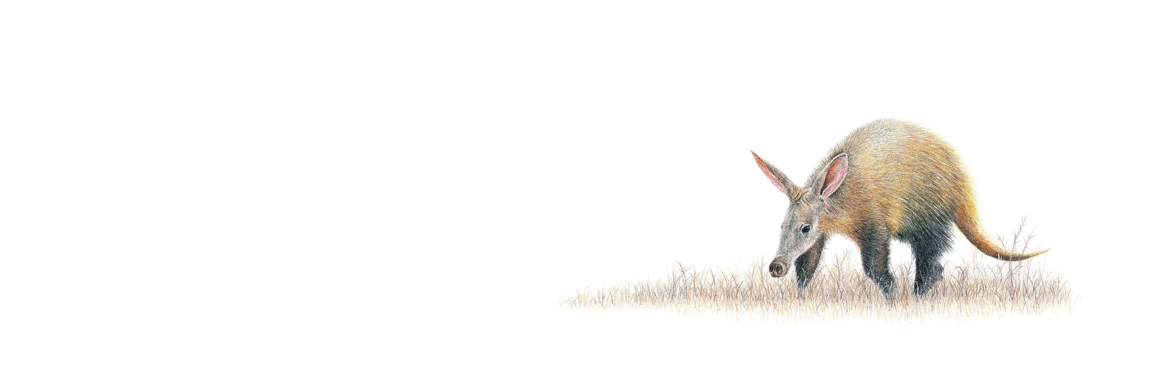 Aardvark panoramic wildlife print featuring Matthew Bell’s detailed pencil artwork, inspired by the wildlife of Southern Africa.