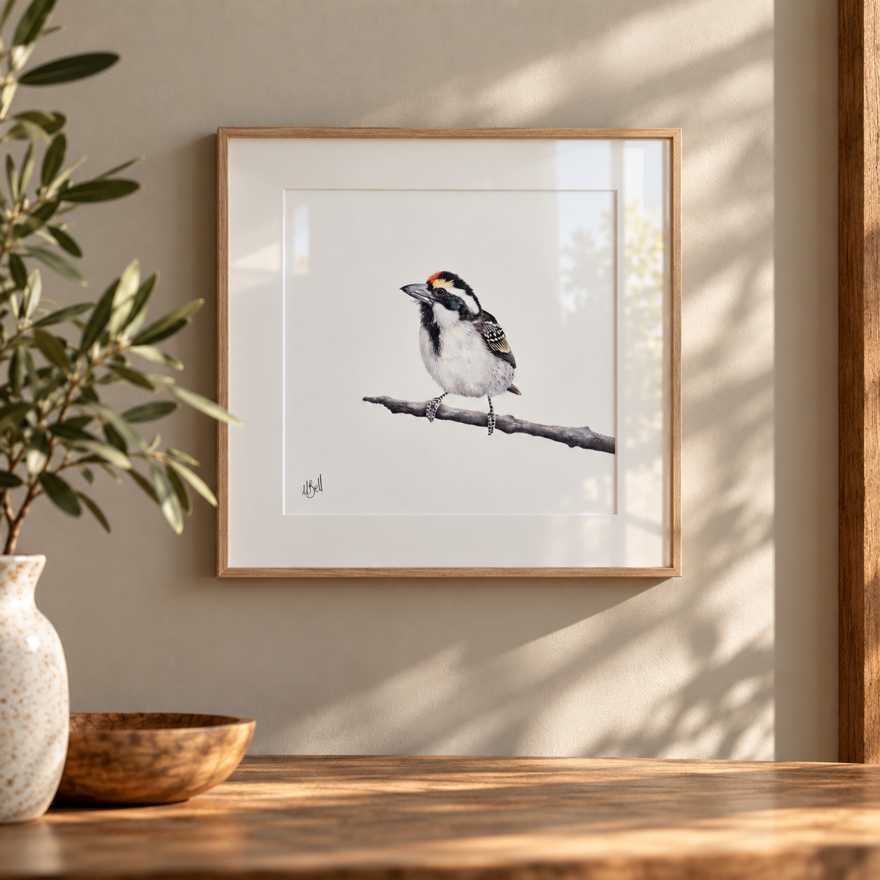 Framed Acacia Pied Barbet fine art print by Matthew Bell, featuring a detailed South African bird pencil drawing in a natural wood box frame